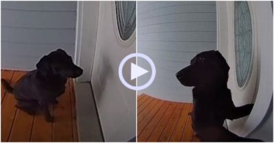 Video: Chó cưng đứng ngoài bấm chuông liên tục gọi chủ mở cửa