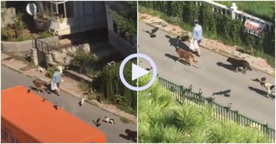 Video: Người phụ nữ bí ẩn khiến chó, mèo, chim chóc vây quanh