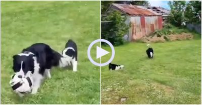 Video: Chó mẹ ham chơi bóng mặc cún con bám đuôi ngã lộn nhào