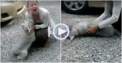 Video: Chó cưng ngất xỉu mừng cô chủ trở về sau 2 năm