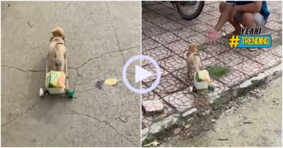 Video: Cún cưng ship mì tôm cho chủ gây xôn xao cộng đồng mạng