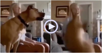 Video: Chó cưng ăn mừng té ghế khi xem bóng đá cùng cô chủ