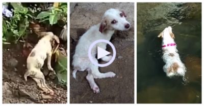 Video: Cún con yếu ớt được phát hiện bên dòng suối