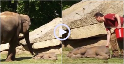 Video: Voi con ngủ say mẹ gọi mãi không chịu dậy