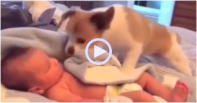 Video: Cún con dùng mũi đắp chăn cho em bé