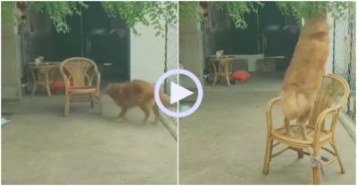 Video: Khoảnh khắc gâu đần bắc ghế hái lá cây để ăn
