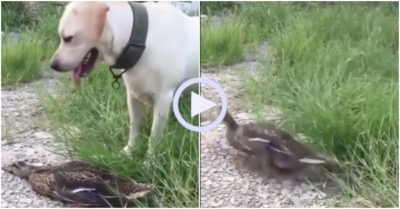 Video: Vịt tinh ranh nằm im giả chết lừa chó săn một phen bẽ mặt