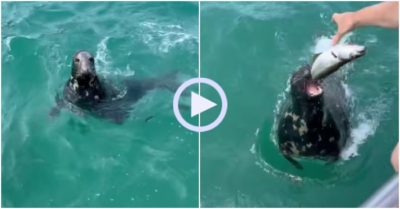 Video: Hải cẩu đuổi theo thuyền đang chạy xin cá