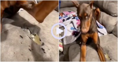 Video: Chó cưng dùng chân che vết rách trên ghế sofa