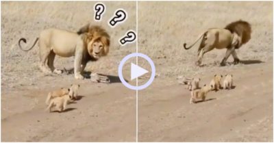 Video: Sư tử bố bỏ chạy khi bị đàn con nhỏ bám theo