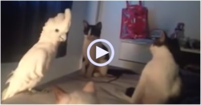 Video: Đàn mèo ngơ ngác nhìn vẹt kêu meo meo