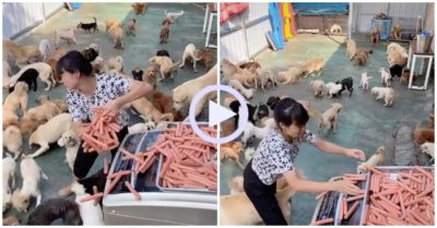 Video: Bữa tiệc buffet xúc xích của bầy chó