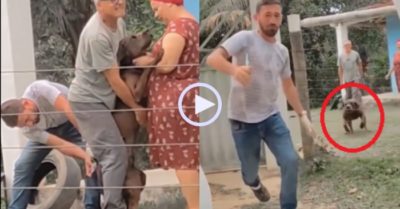 Video: Bác sĩ thú y chạy sau khi tiêm xong cho chó pitbull