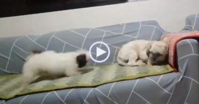 Video: Chó cũng biết giận hờn như ai, một con né một con đuổi theo năn nỉ