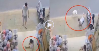 Video: Cún cưng liều mình húc vào người kẻ lạ để bảo vệ cô chủ nhỏ