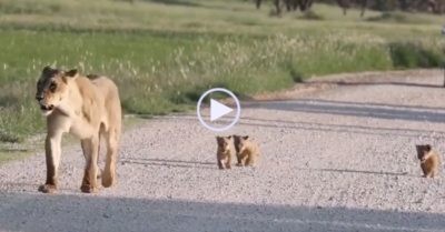 Video: Bầy sư tử con nheo nhóc cố gắng chạy theo mẹ trên đường sỏi đá