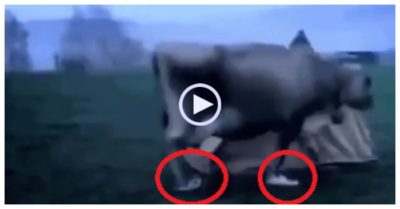 Video: Đi ngang qua lều, bò mang luôn đôi giày của du khách