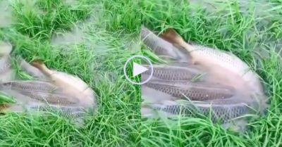 Video: Cá chép thi nhau đẻ trứng trên đồng ruộng