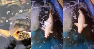 Video: Cá nằm phơi bụng sau khi há miệng to ăn cả thìa cám
