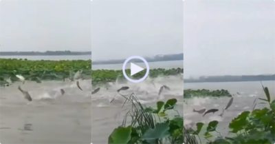 Video: kỳ lạ hàng trăm con cá nhảy ào ào lên khỏi mặt nước