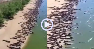 Hàng nghìn con cá sấu ồ ạt tràn lên bờ khiến người dân kinh hãi