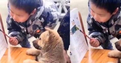 Cậu bé say mê dạy chó cưng ‘nhận diện ký tự’, biểu cảm của chú chó khiến cộng đồng mạng thích thú