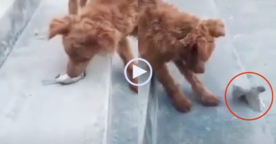 Video: Con chim giả chết qua mặt chó phèn tẩu thoát ngoạn mục