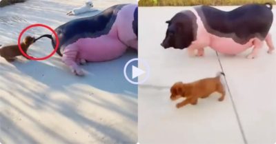 Video: Cún con liên tục cắn đuôi lợn ú lôi dậy để đưa đi chơi
