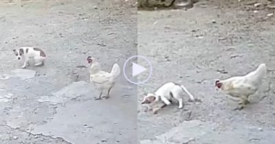 Video: Chó con rượt đuổi trêu chọc gà, sau đó bị cả đàn xúm lại mổ tả tơi