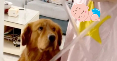 Chó cưng kè kè chăm sóc “từng li từng tí” cô chủ khi biết chủ nhân đang mang thai