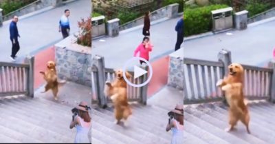Video: Chó cưng leo cầu thang bằng hai chân siêu đỉnh