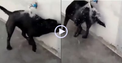 Video: Chó cưng dùng miệng tự mở vòi nước để tắm mát