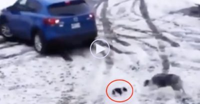 Video: Chó mẹ liều mạng, lao đến cứu con thoát khỏi bị ôtô tông