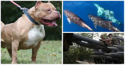 Tin trưa 1/9: Chó pitbull tấn công khiến người phụ nữ tử vong đã bị tiêu hủy; Mỹ ngăn xuất khẩu chip trí tuệ nhân tạo sang TQ