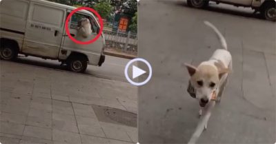 Video: Chó cưng biết trèo lên xe, lấy thuốc lá cho chủ khi được yêu cầu