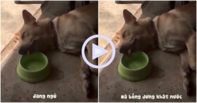 Clip: Chú chó vừa nằm ngủ, vừa uống nước