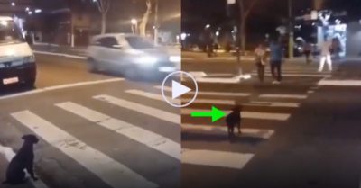 Video: Chú chó kiên nhẫn ngồi đợi, đèn chuyển màu xanh mới sang đường