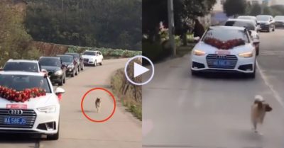 Video: Chú chó trung thành chạy theo xe, tiễn cô dâu 10km về nhà chồng