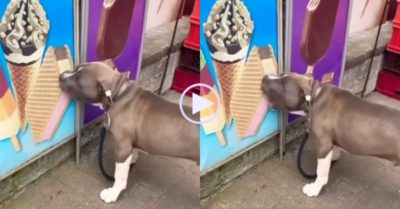 Video: Không thoát khỏi sự cám dỗ, chú chó há miệng ngoạm bánh kem… nhưng sao lạ lắm