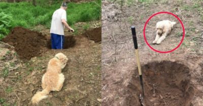 Nhói lòng khoảnh khắc chú chó buồn bã nằm nhìn chủ nhân đào huyệt mộ cho mình