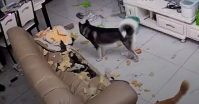 Video: Chú chó ở nhà cắn nát ghế sofa, khi chủ nhân về thì nằm ngoan tỏ vẻ tội nghiệp