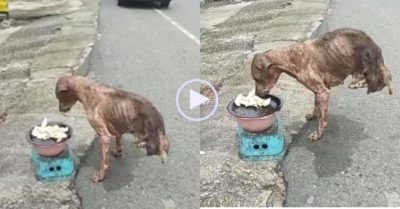 Video: Chú chó gầy trơ xương, cụt chân đi xin ăn ngoài đường phố
