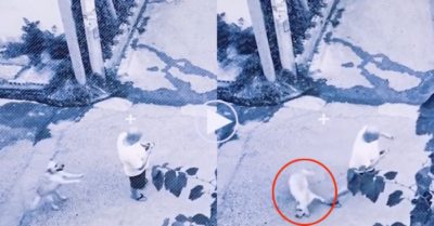 Video: Chú chó nhanh trí cứu chủ thoát nạn ‘trên trời’ rơi xuống