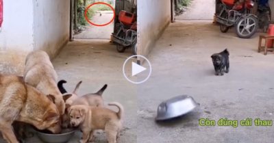 Video: Chó nhỏ ham chơi chạy ‘đứt hơi’ về nhà vẫn không còn miếng cơm nào