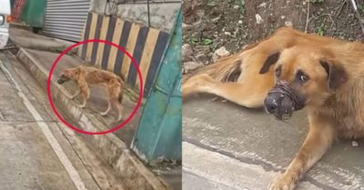 Chú chó tội nghiệp bị bỏ lại bên đường: Cố gắng thoát khỏi lò mổ khi bị chảy máu