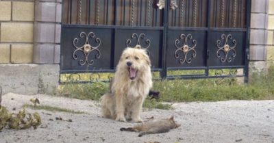 Chú chó tội nghiệp chờ đợi trong vô vọng mà không hề hay biết chủ nhân đã bán nhà và bỏ rơi nó