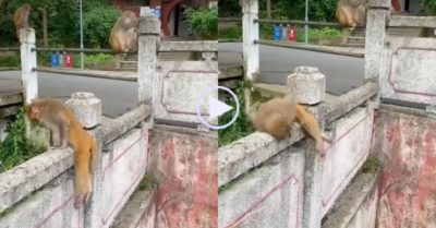 Video: Cuộc sống khó khăn của khỉ liệt hai chân, cố gắng leo lên tường để ngắm cảnh