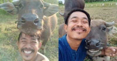 Chú trâu cười tươi khi được chụp ảnh tự sướng cùng chủ nhân