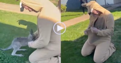 Video: Chuột túi kangaroo con bị lừa bởi chiếc túi giả