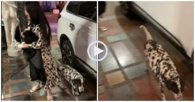 Video: Cô gái cười không ngớt khi chú chó đốm bất ngờ đi ngang qua